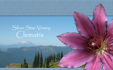 Silver Star Vinery
